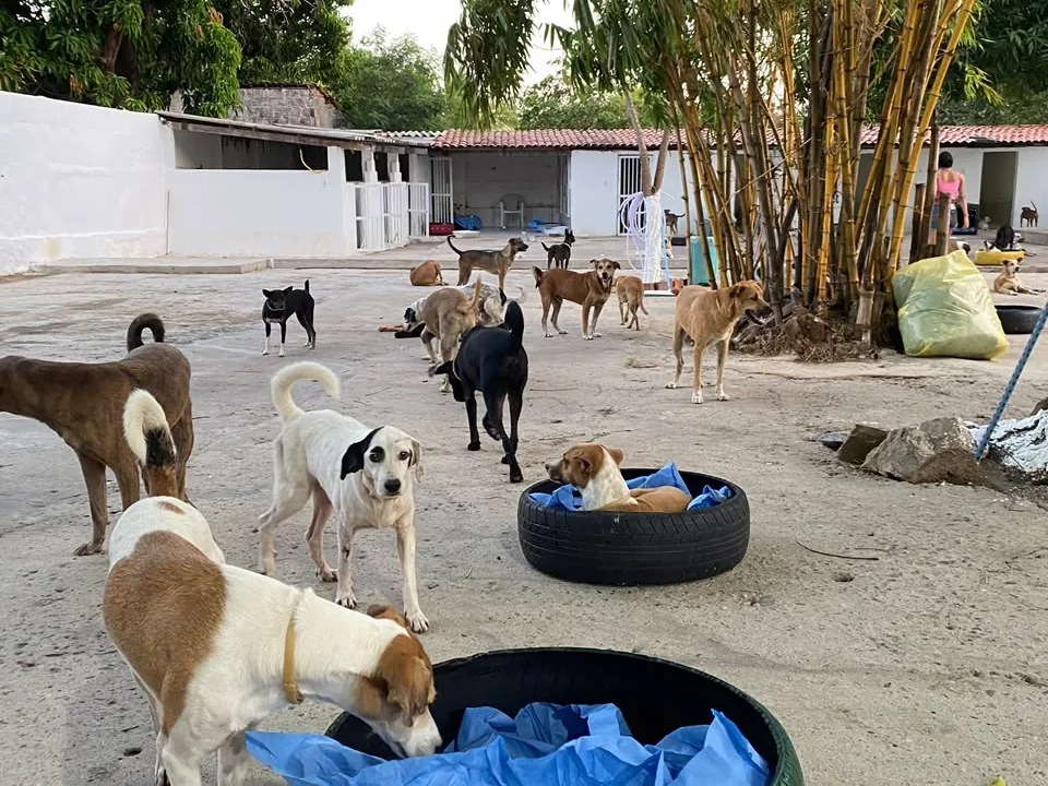 Pets no pátio do lar da Causa Pet, com camas feitas de pneus