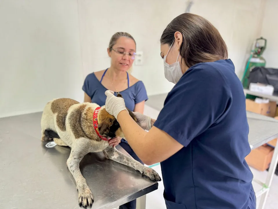 Veterinária examinando um pet do lar
